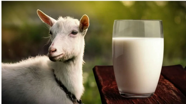 Keunggulan Susu Kambing Etawa untuk Kesehatan